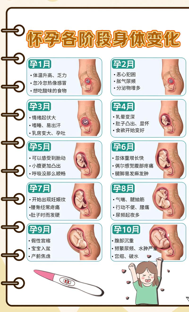 揭秘供卵代孕妈妈怀孕小腹分两节，孕期变化的奥秘平顶山代生机构: